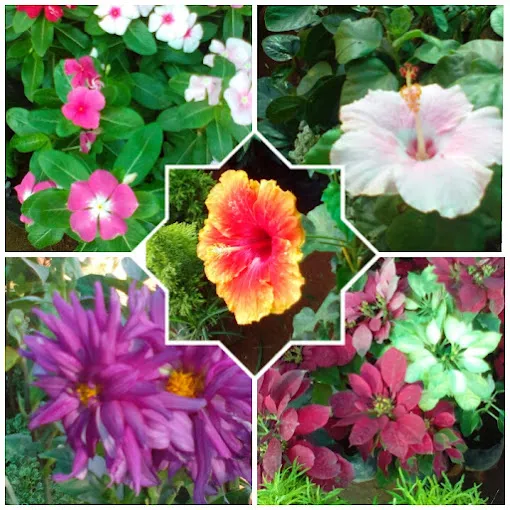 Image of: Pandiyan Nursery Garden In Ellis Nagar 7