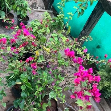 Image of: Parthiban Home Garden In Madurai