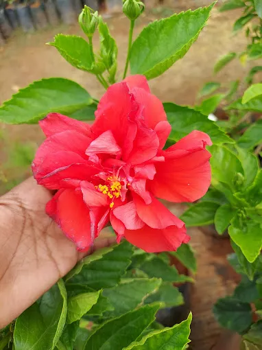 Image of: Pasumai Thottam Nursery In Madurai