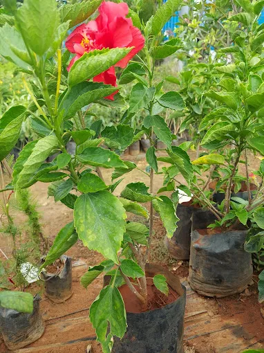 Image of: Pasumai Thottam Nursery In Madurai 2