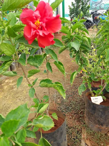 Image of: Pasumai Thottam Nursery In Madurai 3