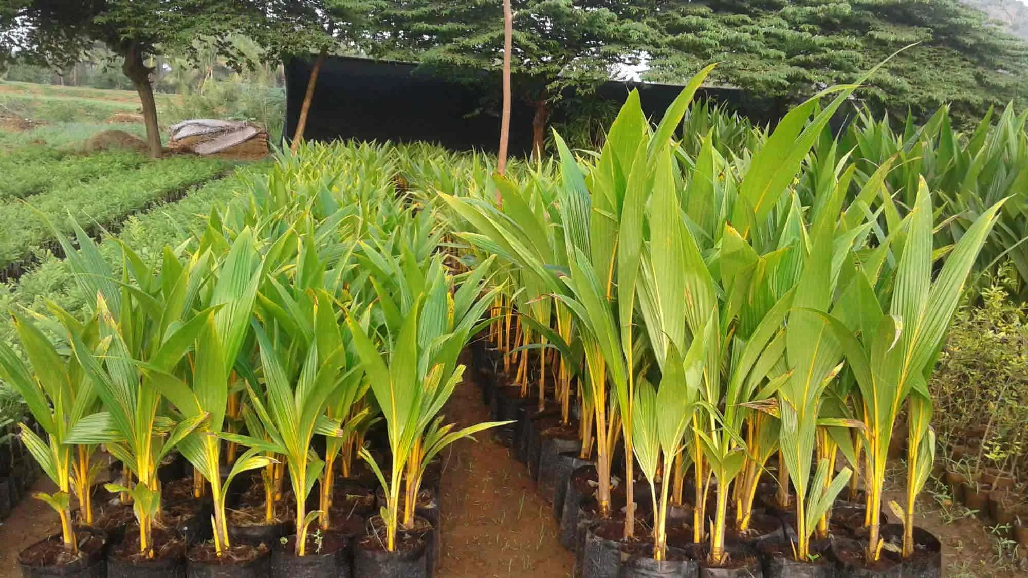 Image of: Psr Agro Farms In Madurai