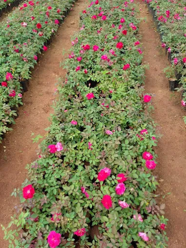Image of: Rockfort Nursery Plants Garden In Madurai