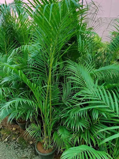 Image of: Roja Nursery Garden In Madurai