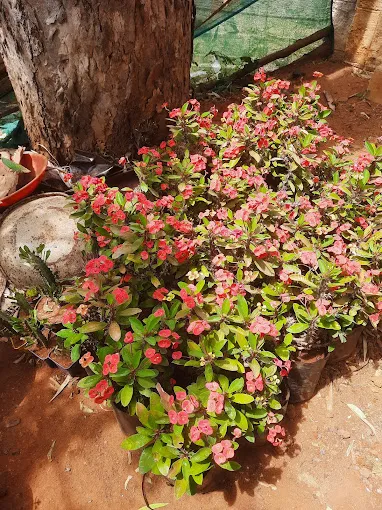 Image of: Shri Meenakshi Nursery Garden In Madurai