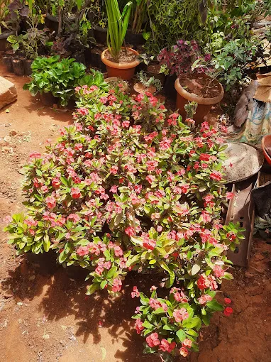 Image of: Shri Meenakshi Nursery Garden In Madurai 2
