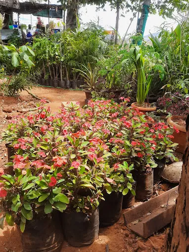 Image of: Shri Meenakshi Nursery Garden In Madurai 3
