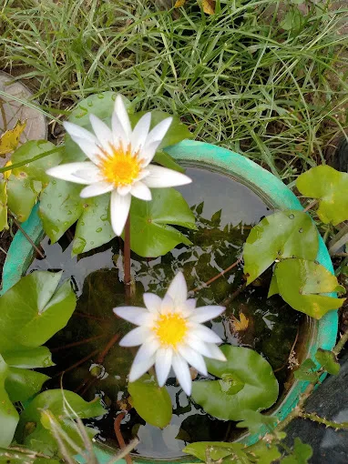 Image of: Sri Sai Nursury Garden In Madurai