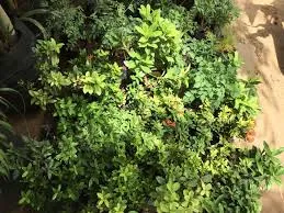 Image of: Taj Nursery Garden In Madurai