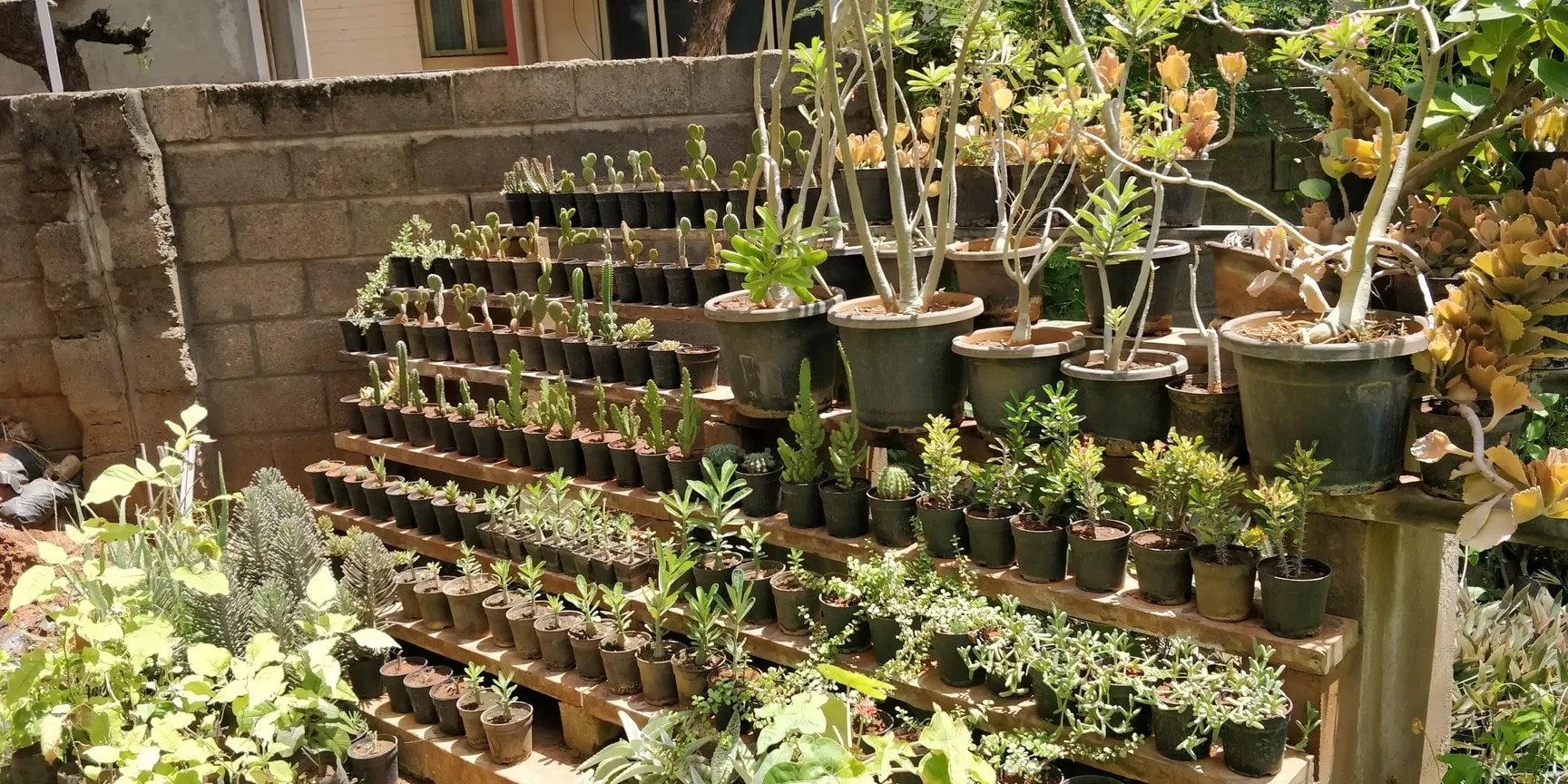 Image of: Tamil Nadu Nursery Garden In Madurai