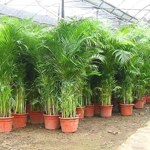 Image of: Vivek Nursery Garden In Madurai 2