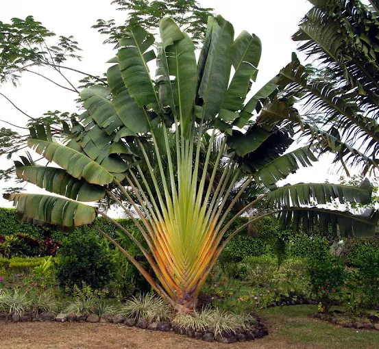 Image of: Vivek Nursery Garden In Madurai