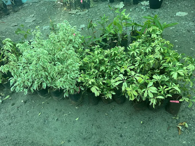 Image of: Vm Nursery Garden In Anna Nagar 2