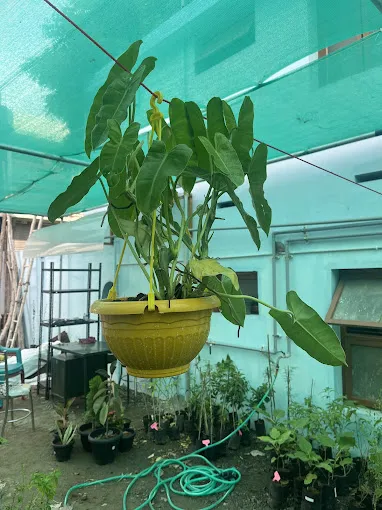 Image of: Vm Nursery Garden In Anna Nagar 3