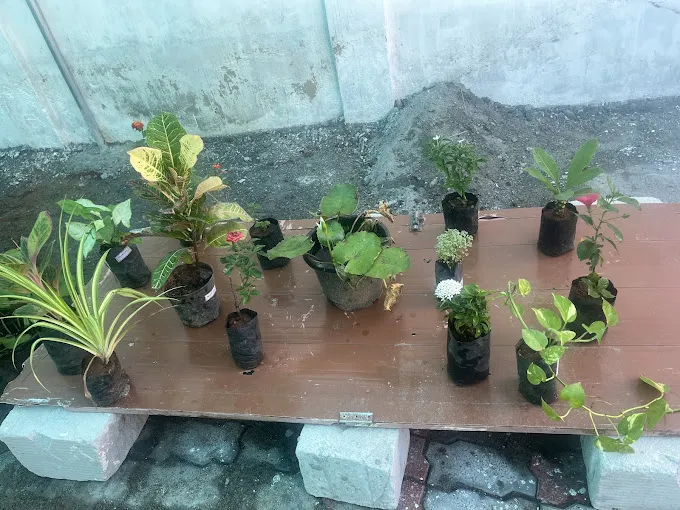 Image of: Vm Nursery Garden In Anna Nagar 4