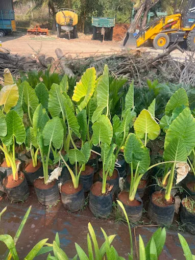 Image of: Vm Nursery Garden In Anna Nagar 5