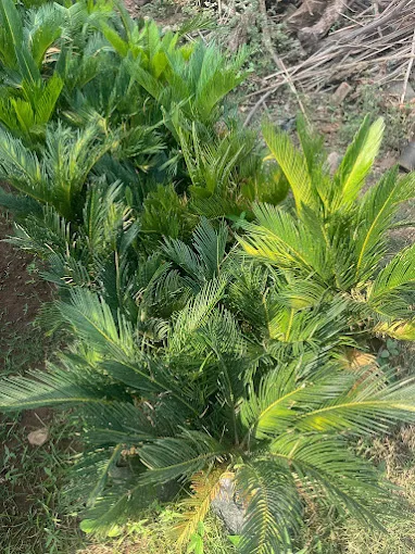 Image of: Vm Nursery Garden In Anna Nagar 7