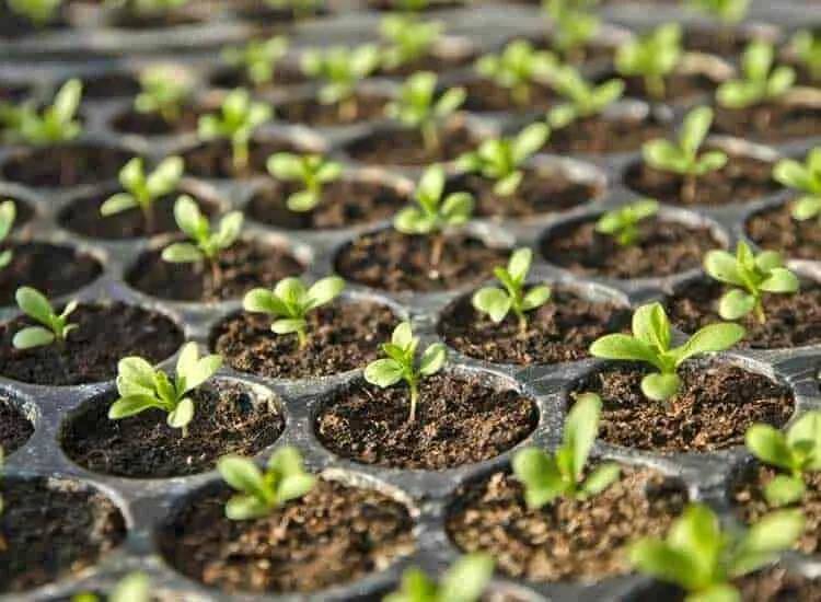 Adiyogi Nurserygarden In Madurai