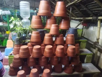 Lotus Nursery Garden In Madurai