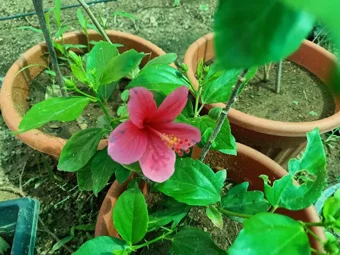 Meenakshi Nursery In Thiru Nagar