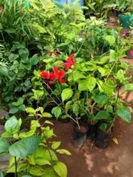 My Tiny Garden In Madurai