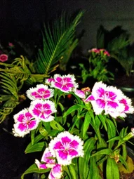 Pasumai Thottam Nursery In Madurai