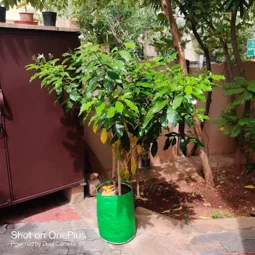 Rockfort Nursery Plants Garden In Madurai