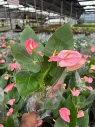 Sri Dhanalakshmi Nursery Garden In Madurai