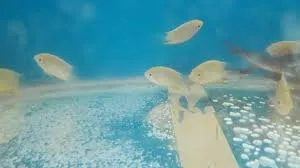 Image of: Arjun Fish Farm In Madurai 3