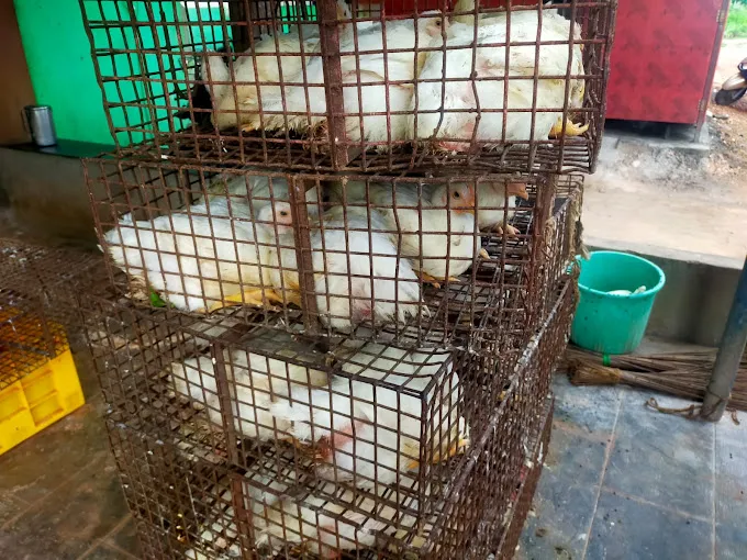 Image of: Baghya Broiler And Fish Stall In Madurai 3