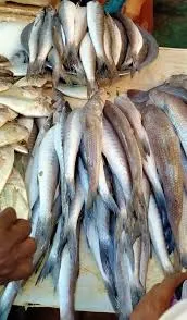 Image of: Batcha Fish Stall In South Gate