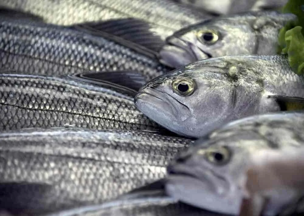 Image of: Bismi Fish Stall In Sellur
