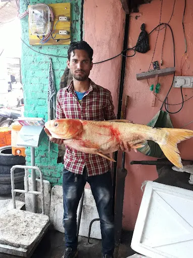 Image of: Fish O Fish In Anna Nagar 3