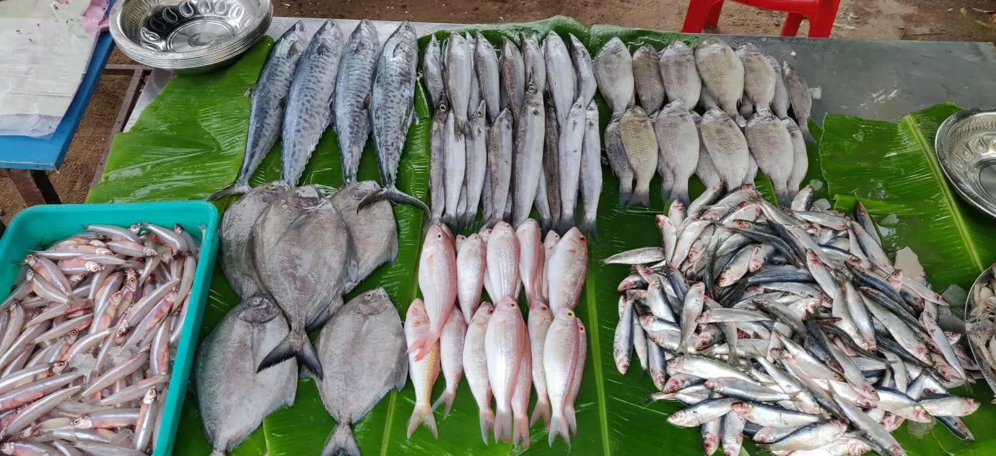 Image of: Fish Shop In Madurai