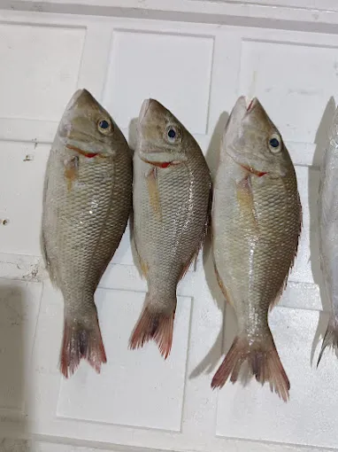 Image of: Grand Pms Fish Market In Madurai 3