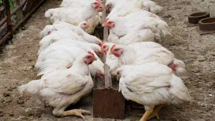 Image of: Jonshon Broiler Shop In Madurai