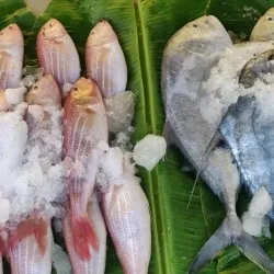 Image of: Kadal Thidal Fish Shop In Madurai