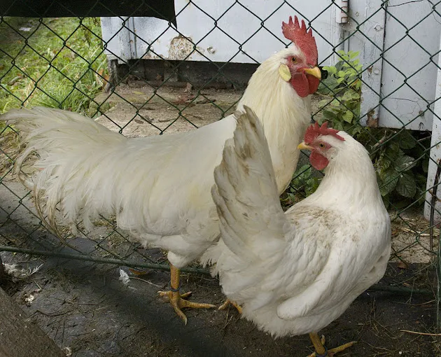 Image of: Oa Boseappa Farms In Palamedu 3