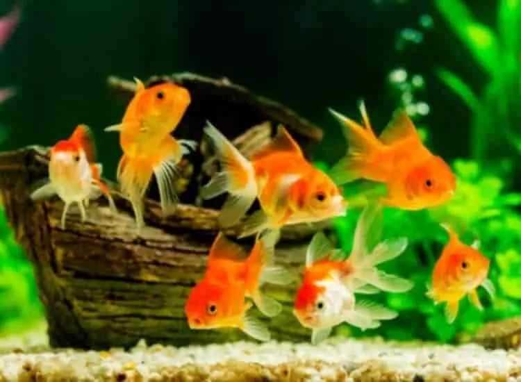 Image of: Periyannan Colour Fish Farm In Madurai