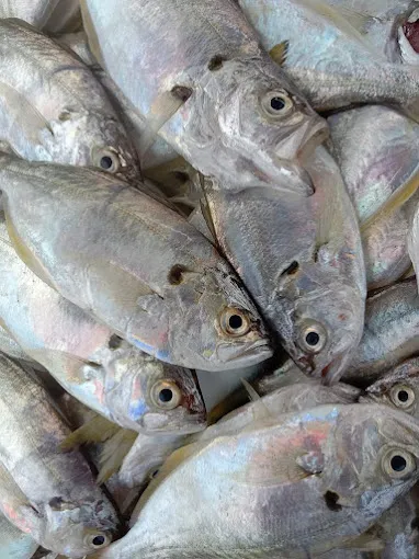 Image of: Pks Fish Stall In South Gate