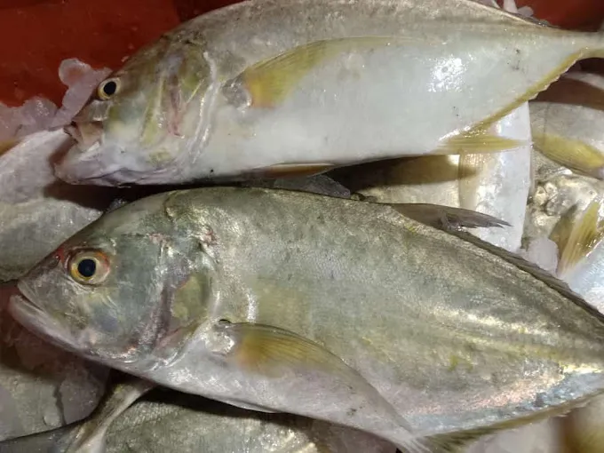 Image of: Pks Fish Stall In South Gate