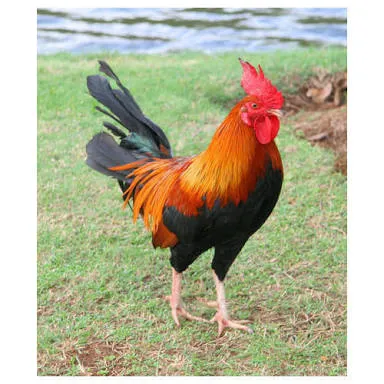 Image of: Santhosh Broilers In Madurai