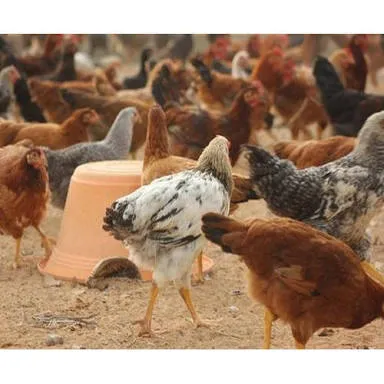 Image of: Santhosh Broilers In Madurai