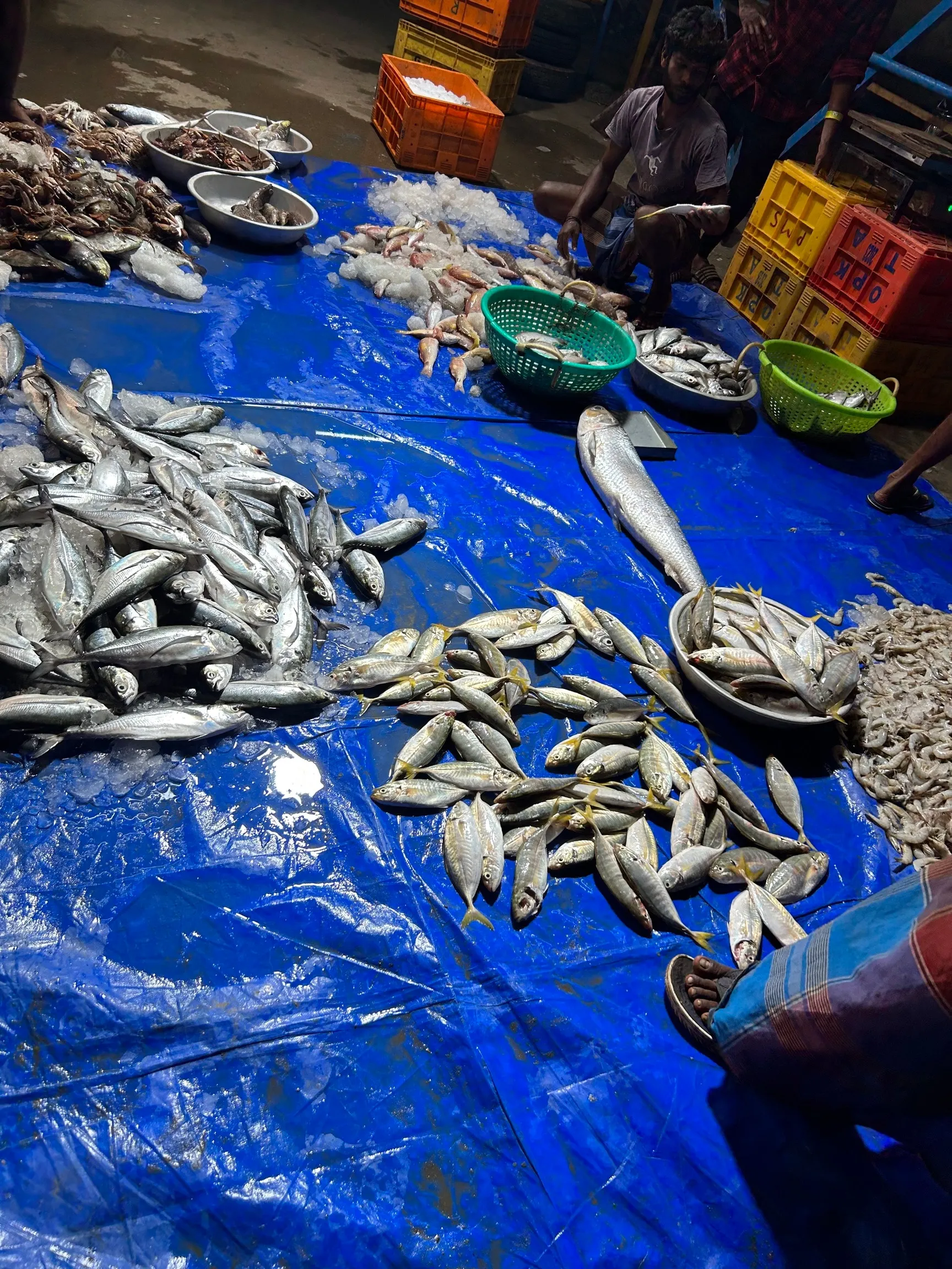 Image of: Sjl Fish Shop In Madurai