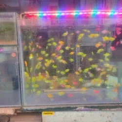 Image of: Sri Rajeshwari Aquarium Fish Shop In Madurai