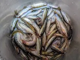 Image of: Super Fish In Madurai