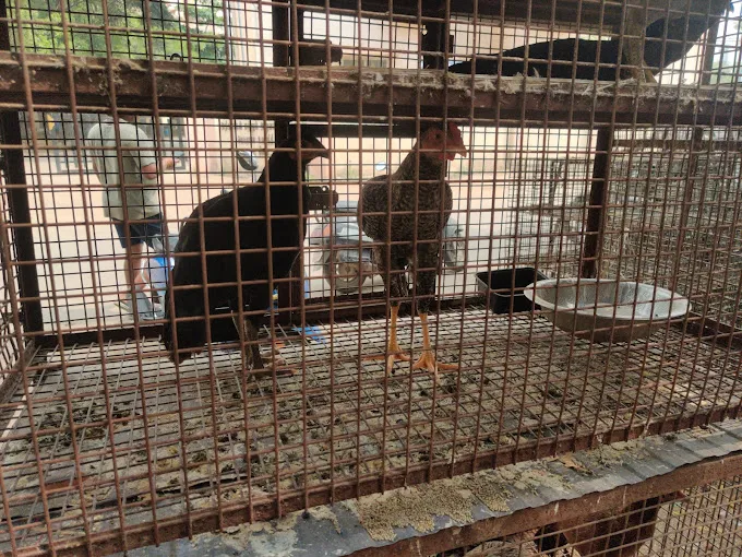 Image of: Sv Chicken And Mutton In Mattuthavani