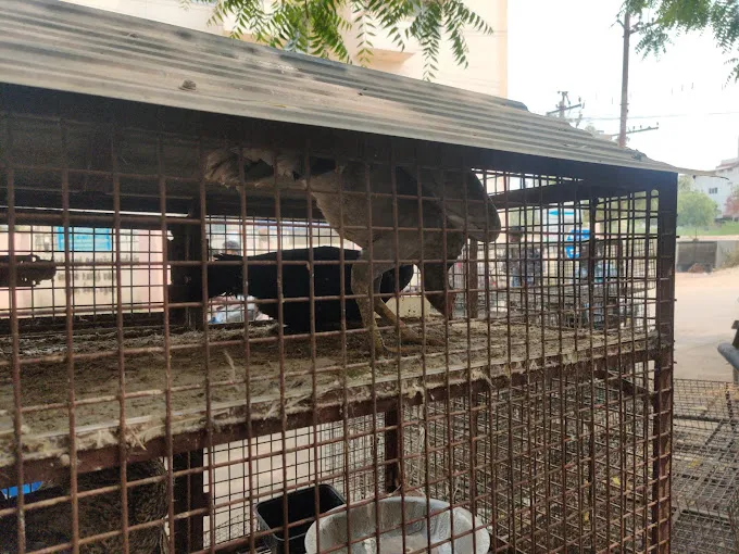 Image of: Sv Chicken And Mutton In Mattuthavani 2