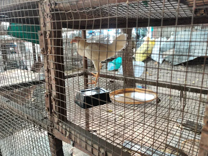 Image of: Sv Chicken And Mutton In Mattuthavani