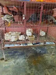 Image of: Uma Chicken Wholesale And Retail Shop In Koodal Nagar